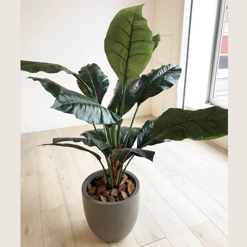 CT触媒加工】スパティフィラム 消臭・抗菌効果 高さ110cm バーク付