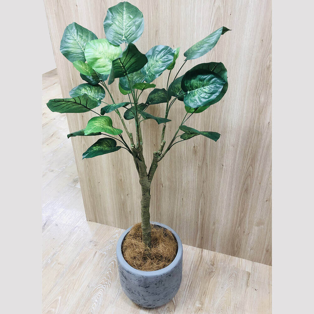 CT触媒加工】ウンベラータ 消臭・抗菌効果 高さ130cm ココファイバー付