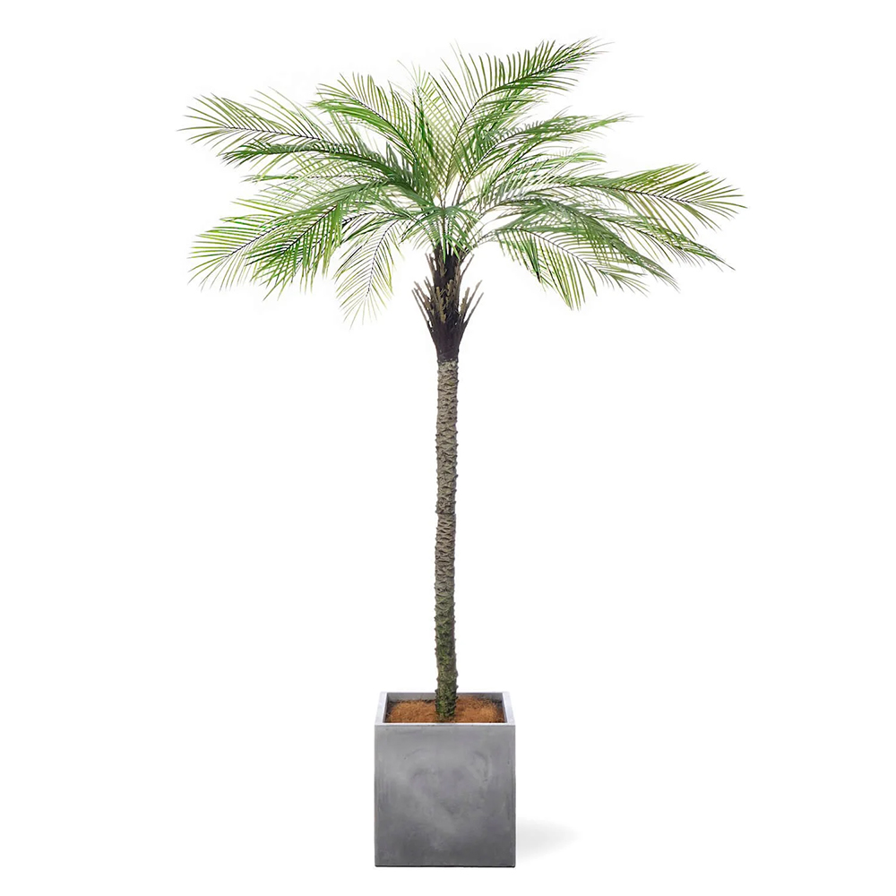 大きい植木 本物 生物 高さ220