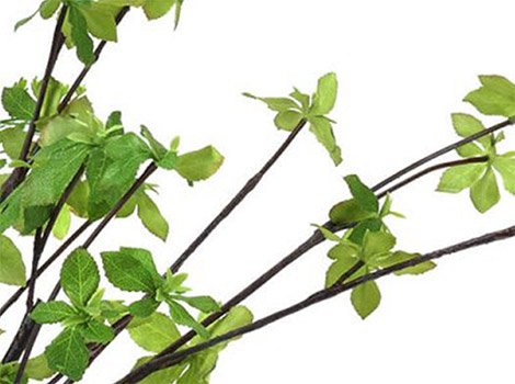 ドウダンツツジ×アジアンタム ウォーターシリンダー ( フェイクグリーン 観葉植物 )2