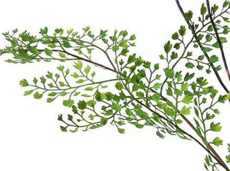 ドウダンツツジ×アジアンタム ウォーターシリンダー ( フェイクグリーン 観葉植物 )3