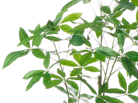 パキラ 高さ160cm (フェイクグリーン 観葉植物 オフィスグリーン プランター インテリア)2