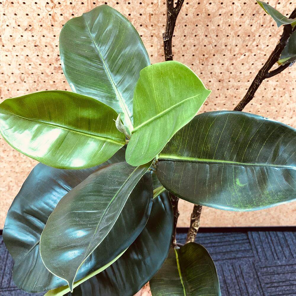 ゴムリーフ 高さ150cm(フェイクグリーン 観葉植物 オフィスグリーン インテリア)