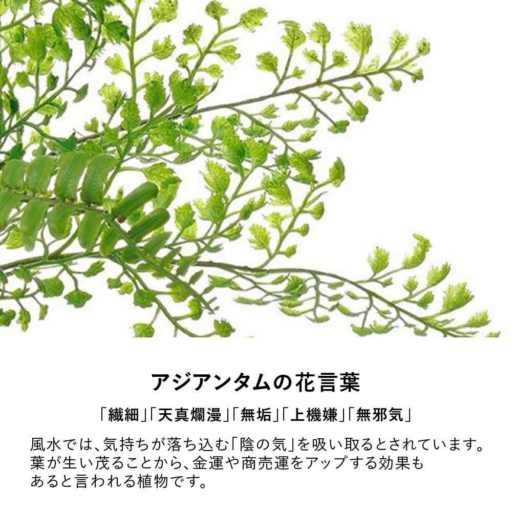 アジアンタム×ベリー ウォータートラペゾイド ( フェイクグリーン 観葉植物 )