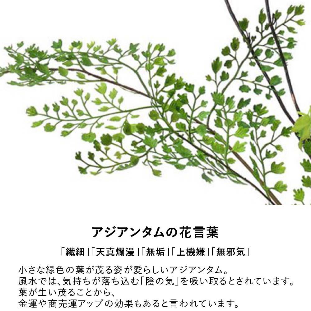ドウダンツツジ×アジアンタム ウォーターシリンダー ( フェイクグリーン 観葉植物 )