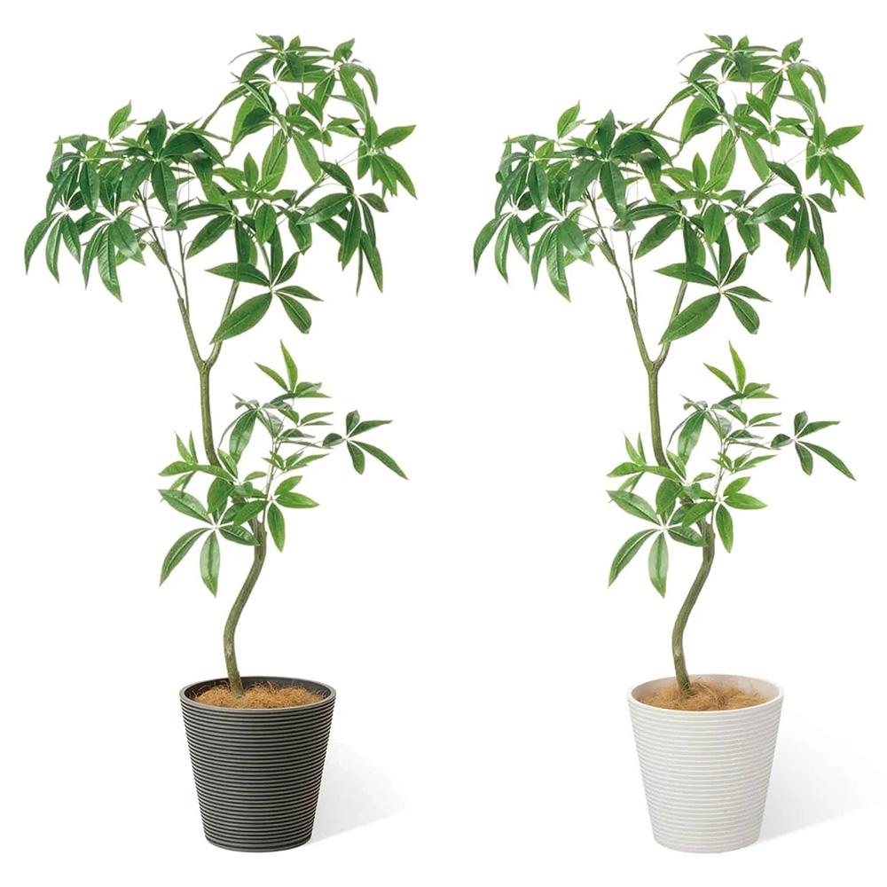 パキラ 高さ160cm (フェイクグリーン 観葉植物 オフィスグリーン インテリア)