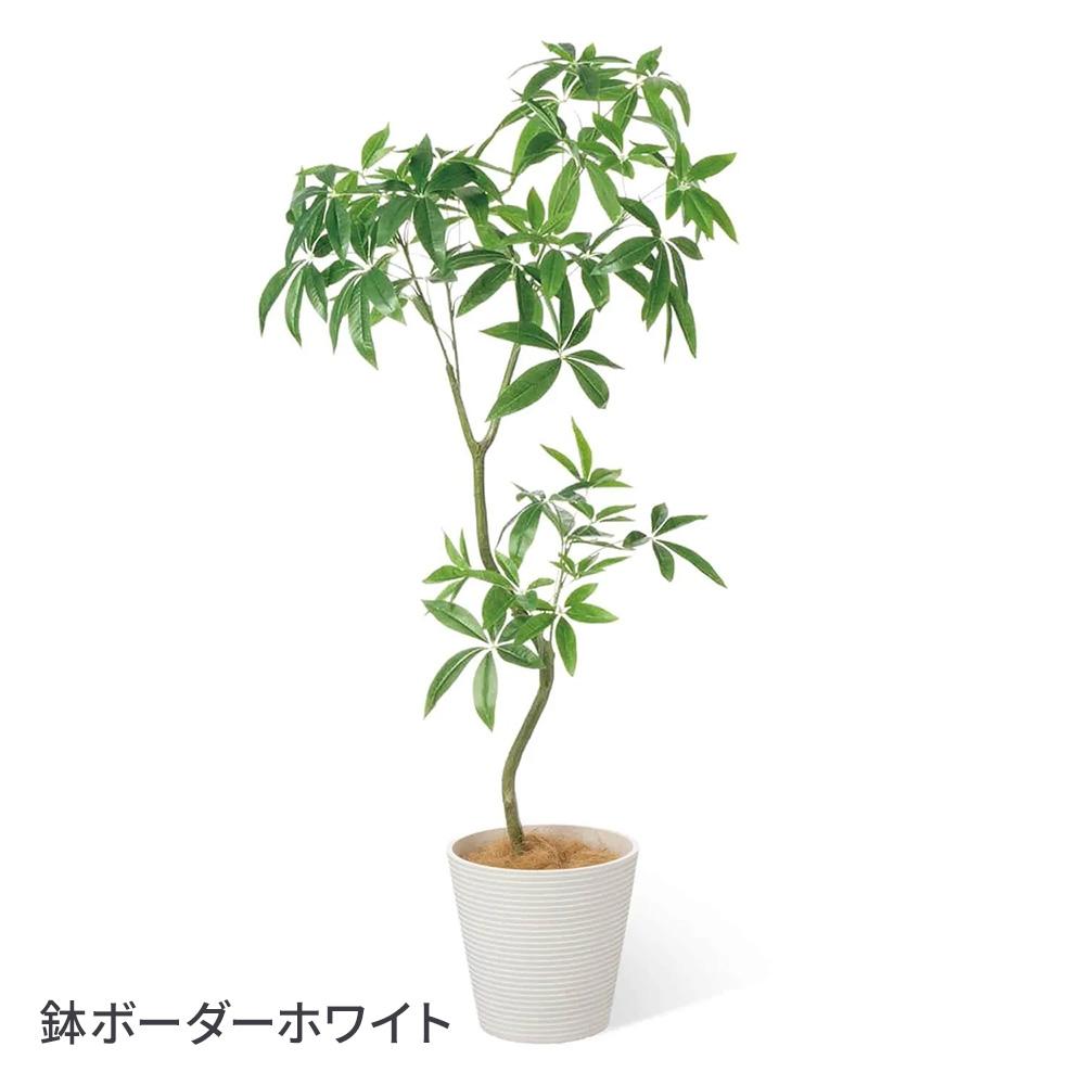 パキラ 高さ160cm (フェイクグリーン 観葉植物 オフィスグリーン インテリア)