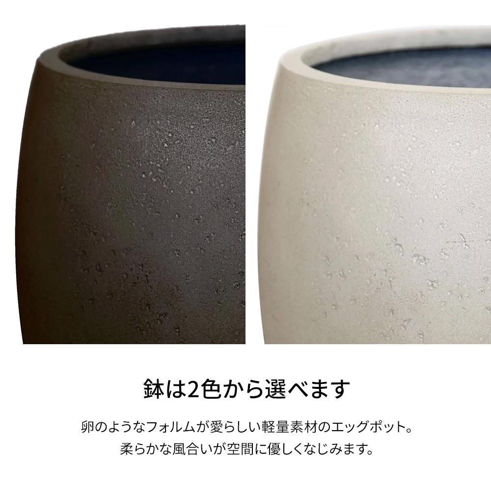 パキラ エッグポット 高さ155cm (フェイクグリーン 観葉植物 オフィスグリーン)